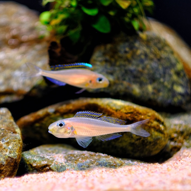 Xenotilapia nasus 'Chituta Bay'